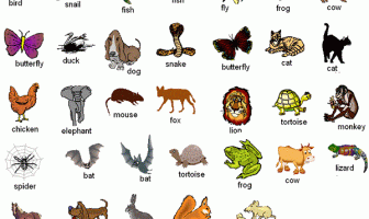 İngilizce Hayvanlar