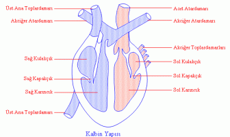 Kalbin Yapısı