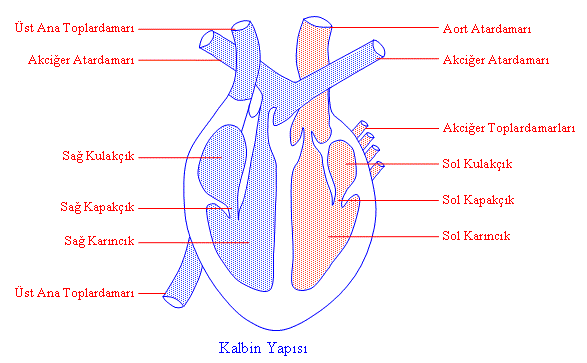 Kalbin Yapısı