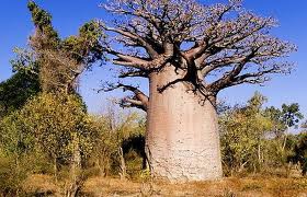 baobab-agaci