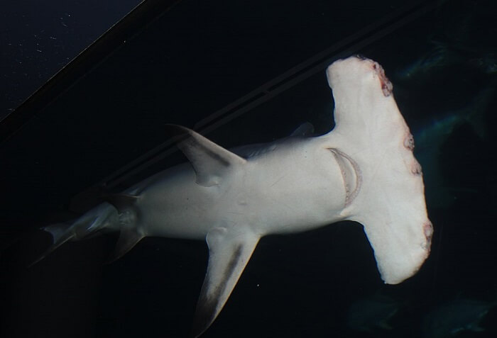çekiç başlı köpek balığı