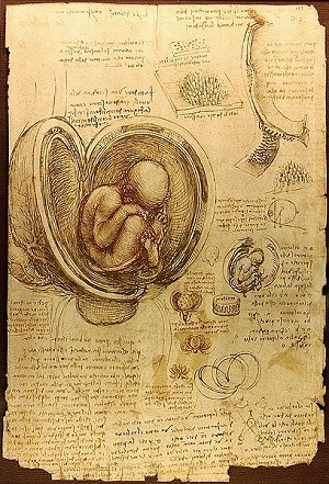 Leonardo da Vinci - Embriyo Çalışması