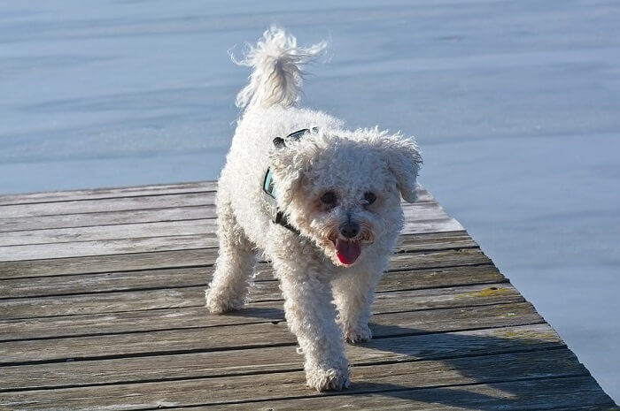 Bichon Frise Bichon Frise