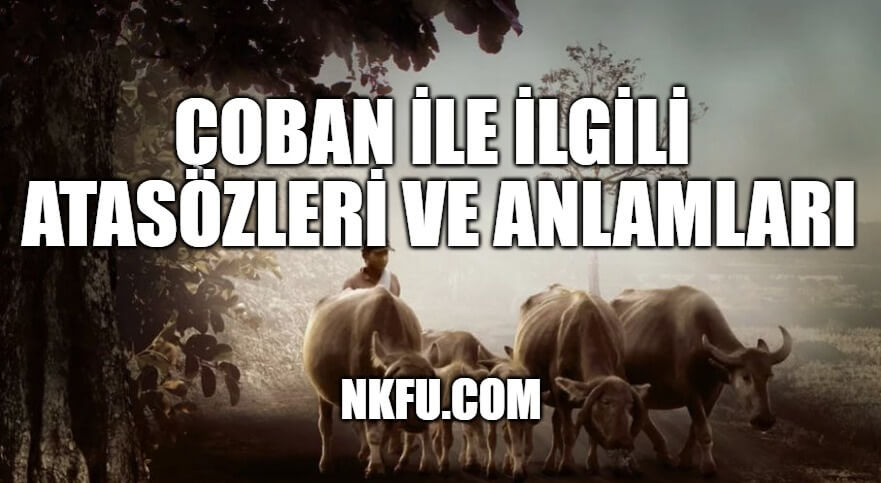 Çoban İle İlgili Atasözleri ve Anlamları