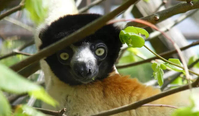Sifaka Lemuru