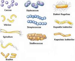 bakteriler
