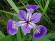 iris çiçeği