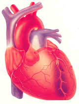 kalp-organi