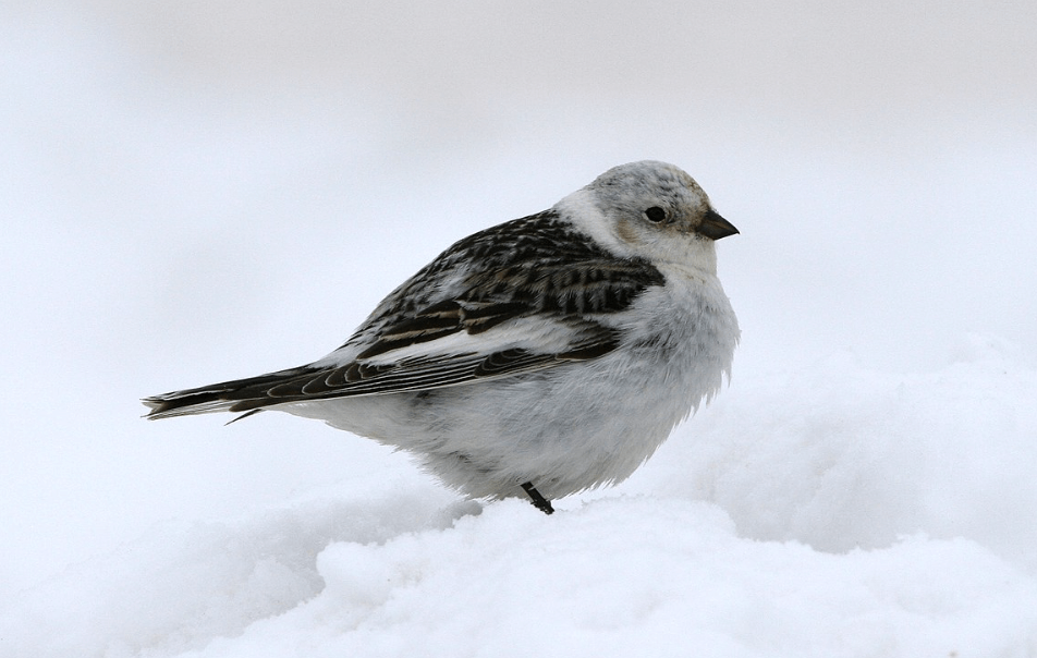 Kar Kiraz Kuşu