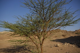 Akasya Ağacı