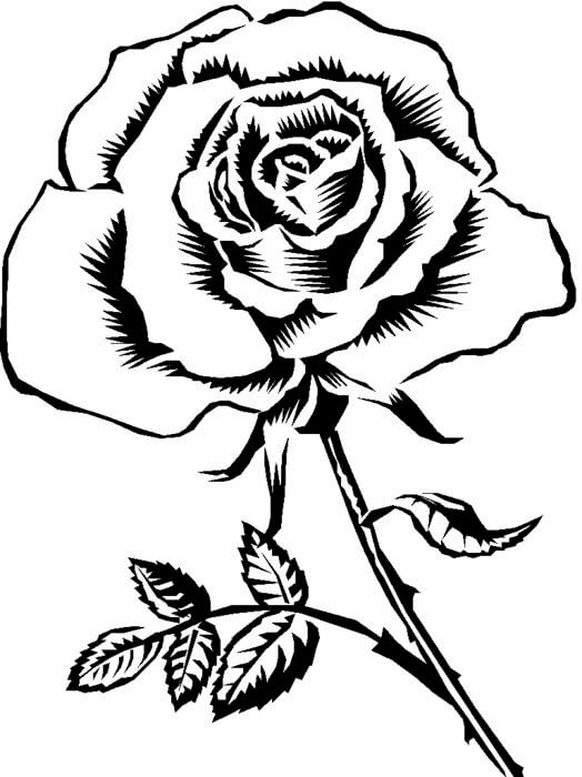 Gül Çiçeği Boyama Sayfaları