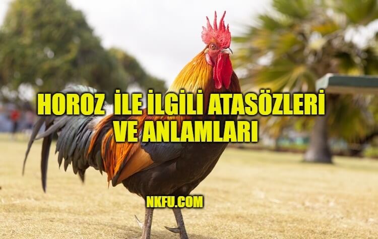 horoz ile ilgili atasozleri anlamlari ve aciklamalari icinde horoz gecen