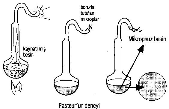 Pasteur Biyogenez Deneyi