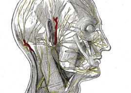 İnsan Başının Fizyolojik Özellikleri: Beyinden Boyuna Tüm Detaylar