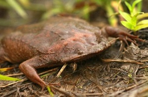 Surinam Kara Kurbağası