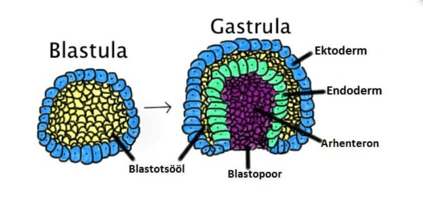 Gastrula
