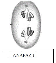 anafaz-1