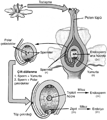 cicek-ureme