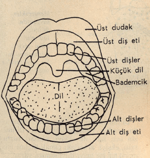 Dilin Bölümleri