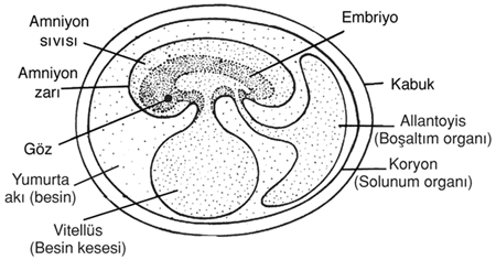 Embriyonun Yapısı