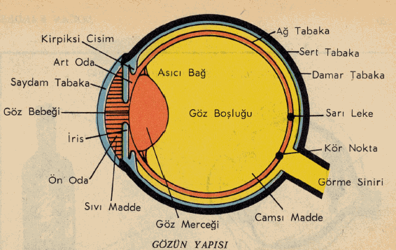 Gözün Yapısı