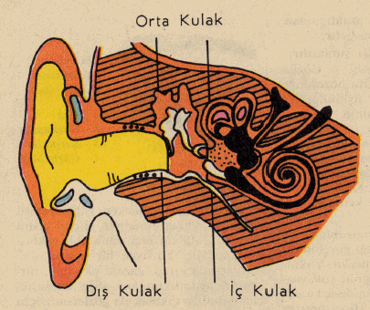 Kulak Bölümleri