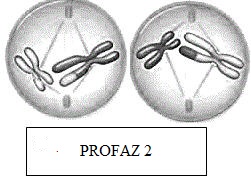 profaz-2