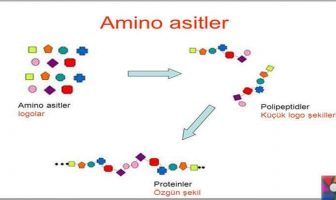 amino asitler