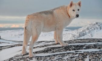 Grönland Köpeği (Husky)