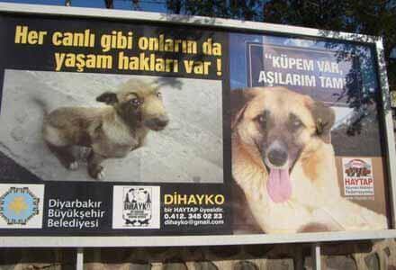 Sokak Hayvanları İle İlgili Sloganlar (Resimli)