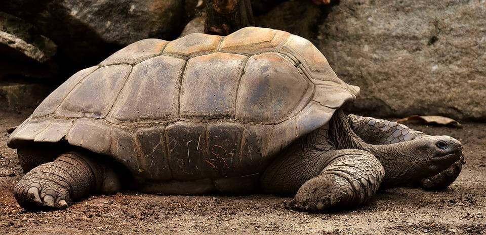 Galapagos Kaplumbağası