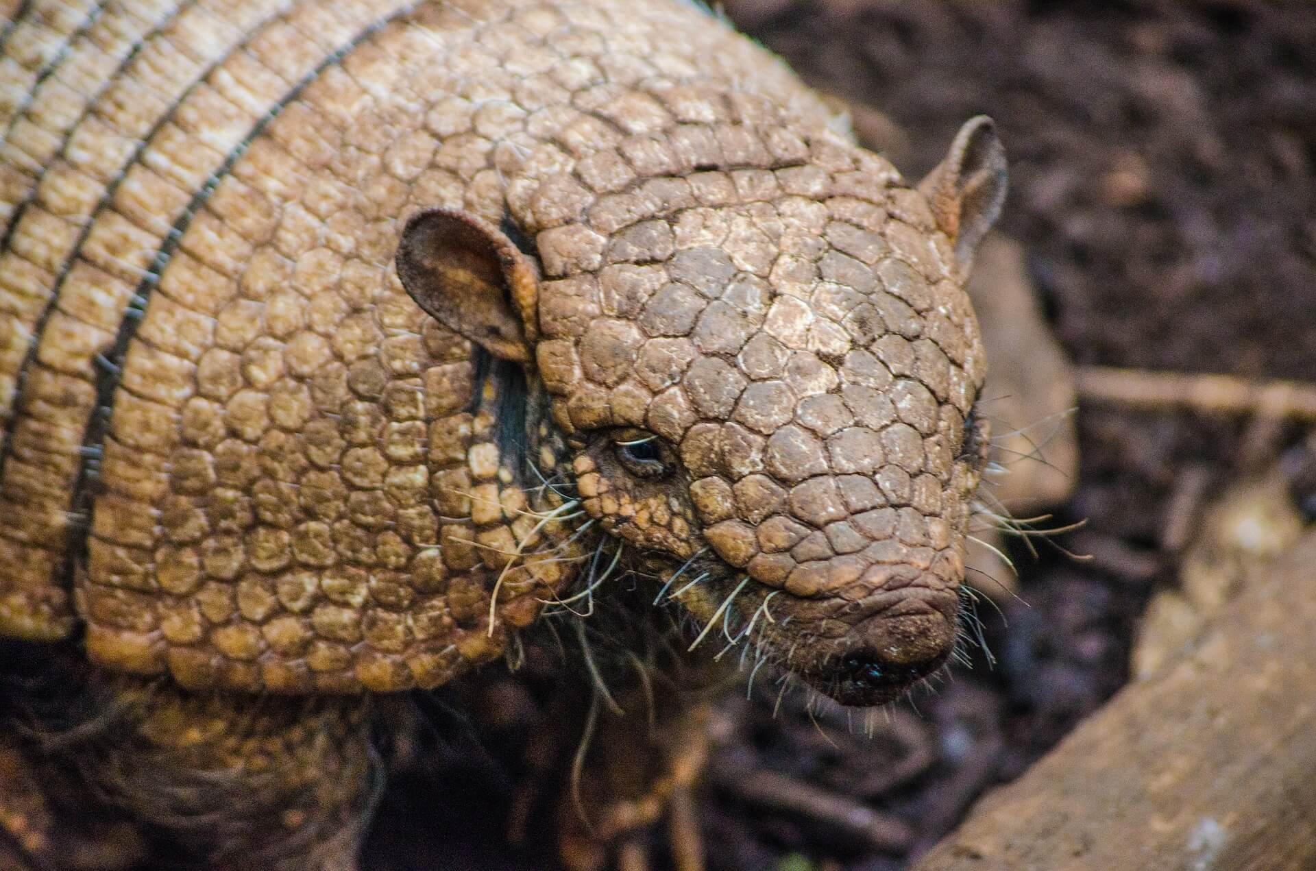 Armadillo, Amerika Kıtasına Özgü Fantastik Özelliklerde Bir Hayvan!