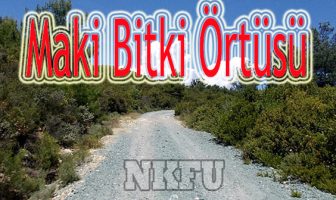 Maki Bitki Örtüsü