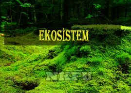 Ekosistem Nedir? Ekosistem Çeşitleri Nelerdir? Özellikleri Hakkında Bilgi