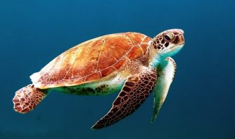deniz kaplumbağası