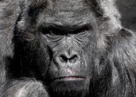 Goril Nasıl Bir Hayvandır? Gorilin Özellikleri Nelerdir? Doğal Ortamı, Beslenmesi ve Üremesi Hakkında Bilgiler