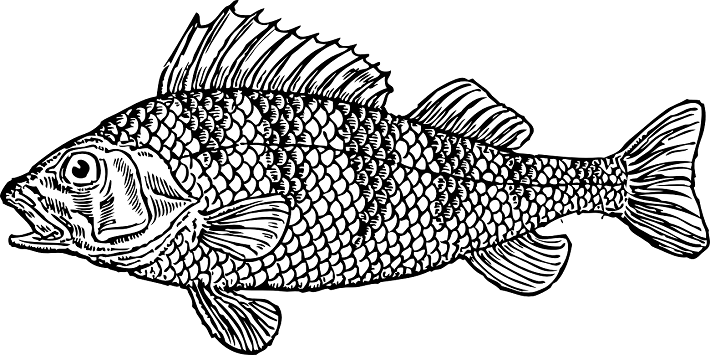 Morina Balığı