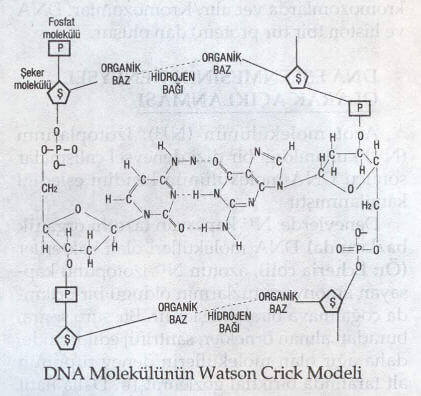 DNA Molekülünün Watson-Crick Modeli