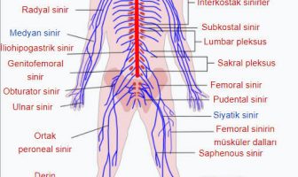 sinir sistemi