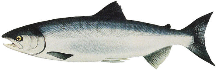 Som Balığı