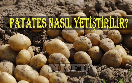 Patates Nasıl Yetiştirilir? Patates Çeşitleri Nelerdir? Patates Hakkında Bilgi