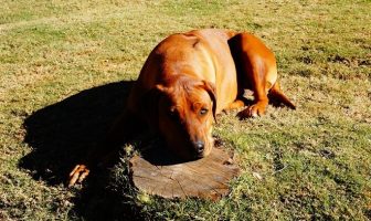 Rhodesian Ridgeback