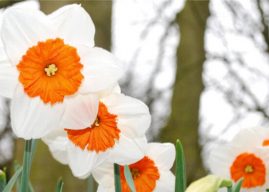 Nergis Yetiştirme, Püf Noktalarıyla Bahar Çiçeklerini Bahçenize Getirin
