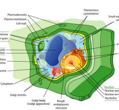 Protoplazma Nedir? Özellikleri Nelerdir? Canlı Hücrelerin Temel Yaşam Kaynağı Hakkında Bilgiler
