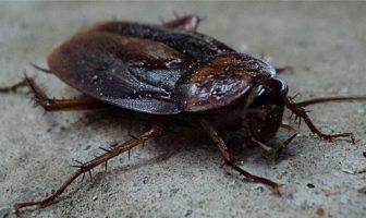 hamam böceği
