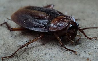 hamam böceği