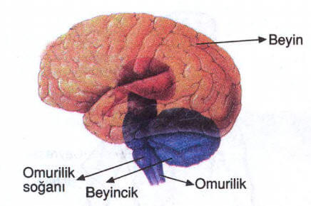 beyin-1