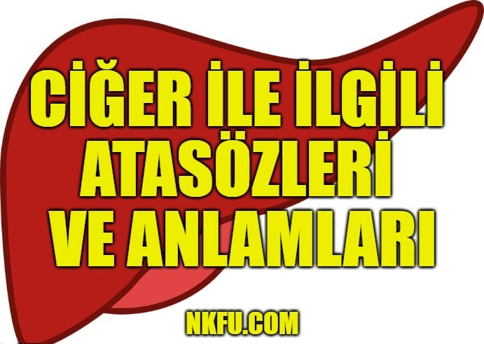 Ciğer ile ilgili atasözleri