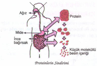 proteinlerin-sindirimi