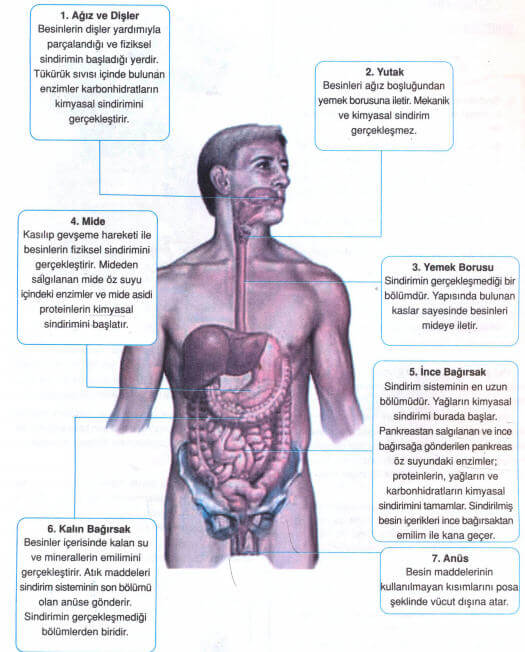 sindirim-organlari